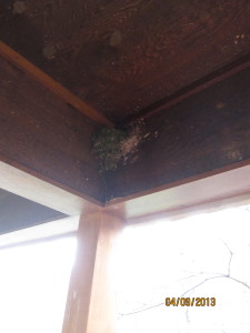 Mama Bird's nest built into the ceiling of our deck. 
