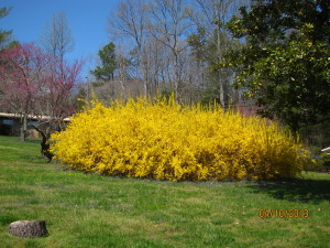 Mrs. Mary Sue's forsythia bush. This has to be 30 feet across and is STUNNING!!