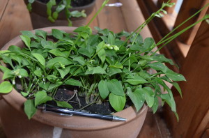 Tiny Tears- one of my first hosts