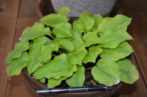 Silver Threads and Golden Needles