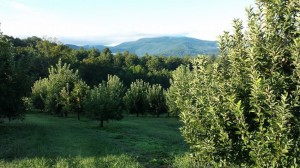 10514480_379429942212011_91178993044139991_n